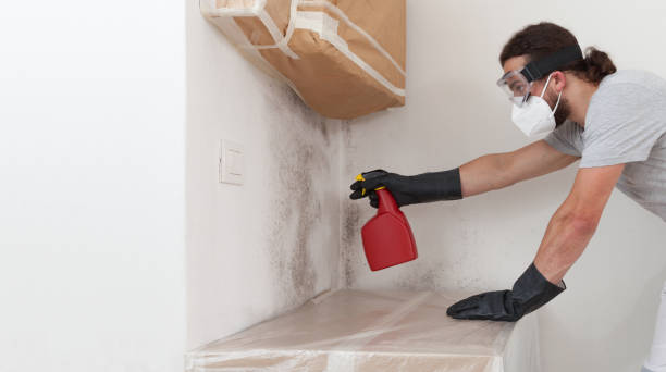 Professional Attic Mold Remediation technician working in Queenstown, MD