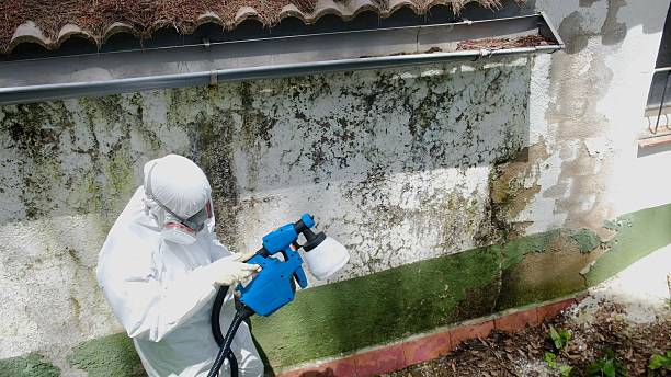 Top rated local Attic Mold Remediation specialists in Queenstown, MD